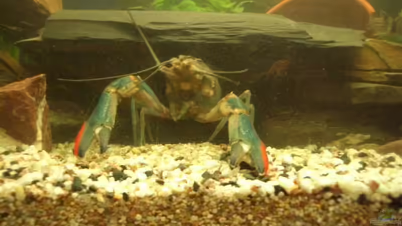 Hugo in seiner Schieferhöhle  von Tamara Brunner (3)