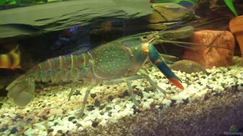 Hugo ist schon der Chef im Becken, aber er ist Vegetarier, frisst keine Fische ;-)  von Tamara Brunner (16)