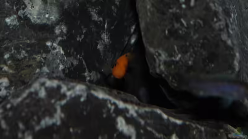 HuHu von Mondamin (41)