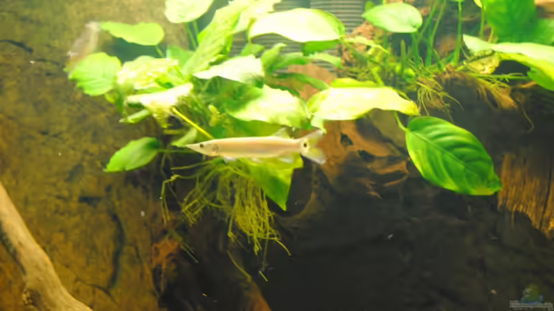 hujeta - zu schnell für die Kamera von weyrobing (19)