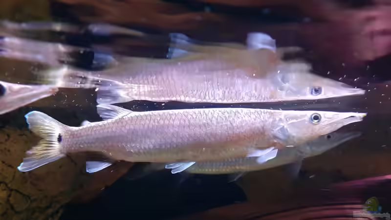 Aquarien mit Ctenolucius hujeta (Augenfleckhechtsalmler)