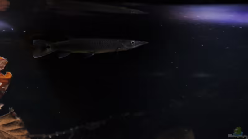 Hujeta Hechtsalmler von Thomas S-H (13)