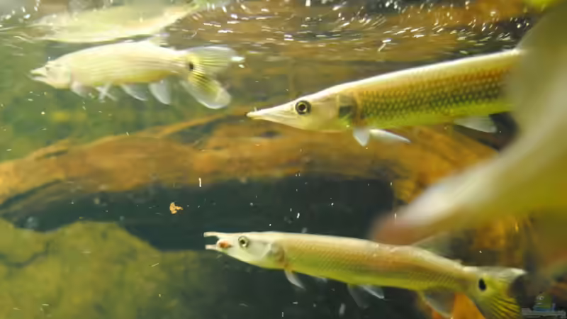 hujetas: zweiter Versuch von weyrobing (22)