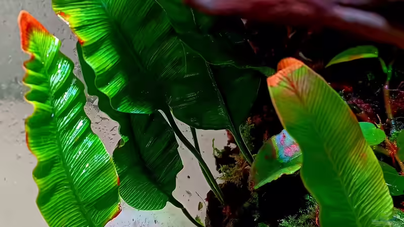 Humata heterophylla von Junglist (7)