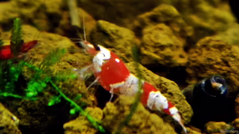 Hummel Weiss-Rot von snooze (59)