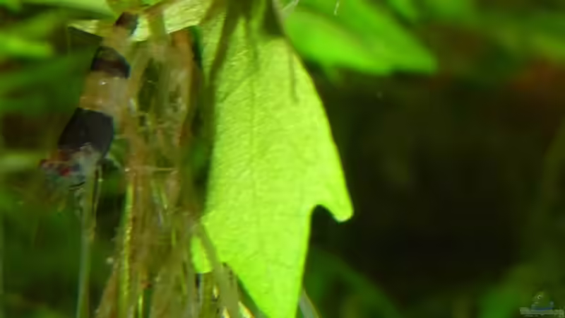 Hummel Zwerg-Garnele von Helmut Stallhofer (18)