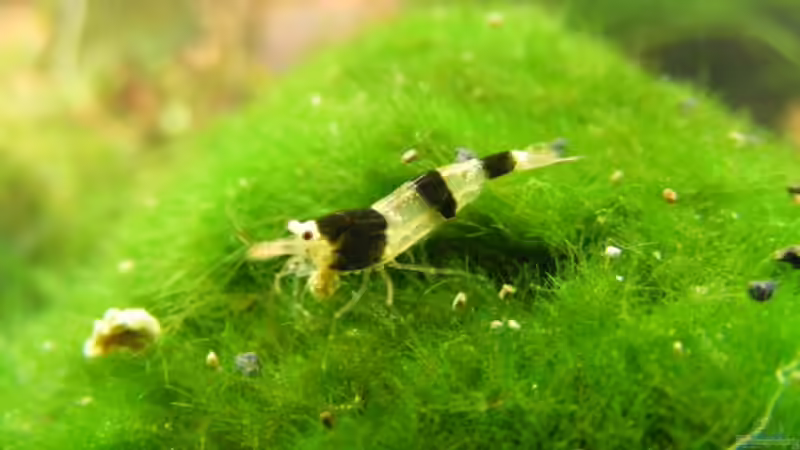Einrichtungsbeispiele für Aquarien mit Hummelgarnelen (Caridina breviata)