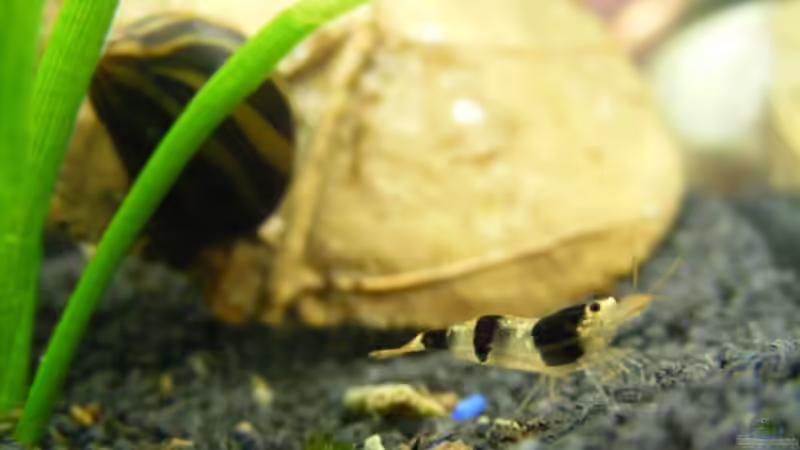 Hummelgarnele und Zebra- Rennschnecke im Hintergrund von Bikini Bottom (11)