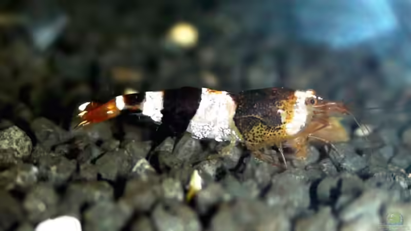 Einrichtungsbeispiele für Aquarien mit Hummelgarnelen (Caridina breviata)