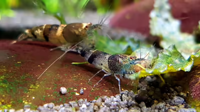 Hummelgarnelen (Caridina breviata) von YoshiMaus (47)