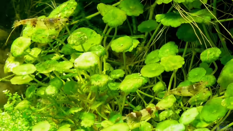 Hummelgarnelen von A. G. (22)