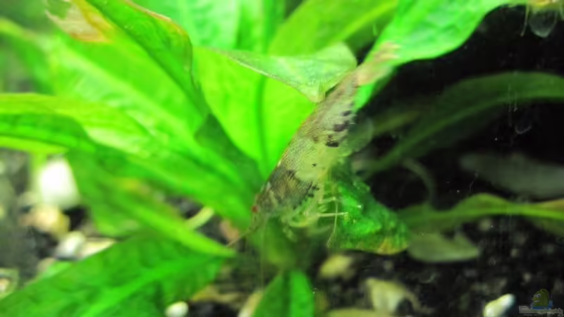 Hummelgarnelen von cammarus (17)