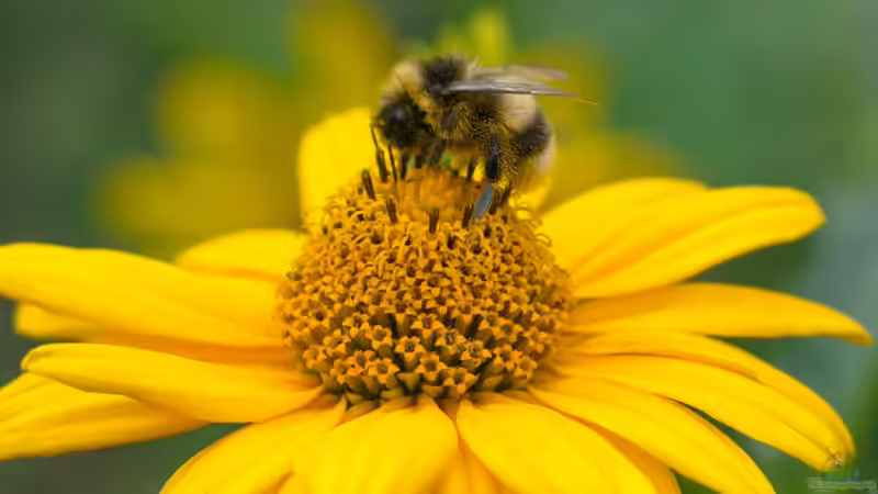 Hummeln - Ihre Bedeutung als Bestäuber im Garten und in der Natur