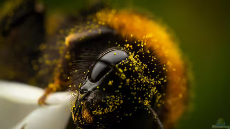 Hummeln - Ihre Bedeutung als Bestäuber im Garten und in der Natur