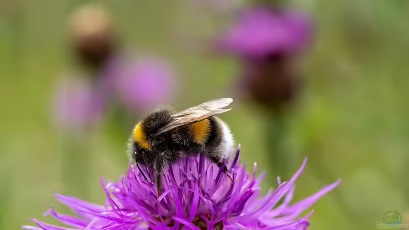 Hummeln - Ihre Bedeutung als Bestäuber im Garten und in der Natur