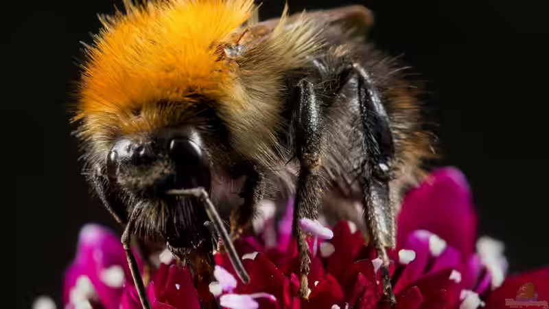 Hummeln - Ihre Bedeutung als Bestäuber im Garten und in der Natur