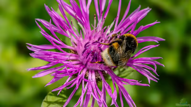 Hummeln - Ihre Bedeutung als Bestäuber im Garten und in der Natur