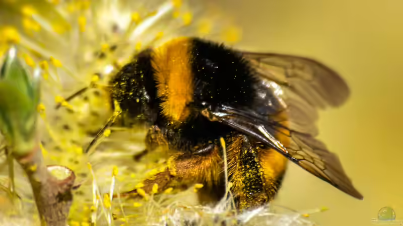 Hummeln - Ihre Bedeutung als Bestäuber im Garten und in der Natur