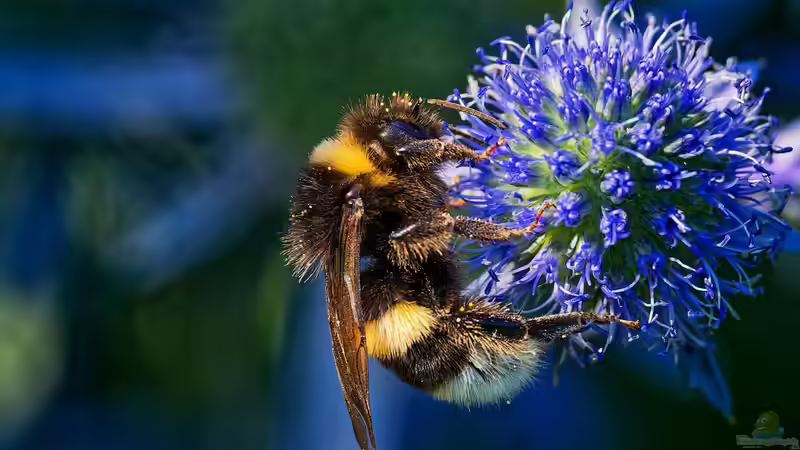 Hummeln - Ihre Bedeutung als Bestäuber im Garten und in der Natur