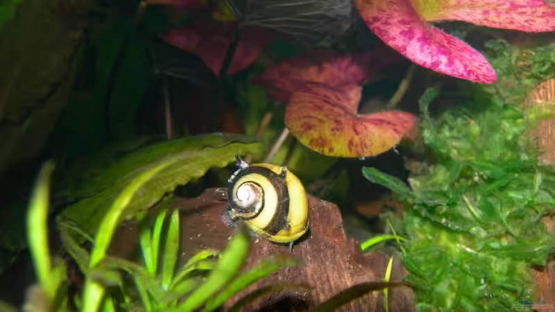 Hummelrennschneke von Ingeborg Bohry (19)