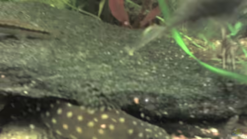 Hummelwels von Dieter Schönherr (14)