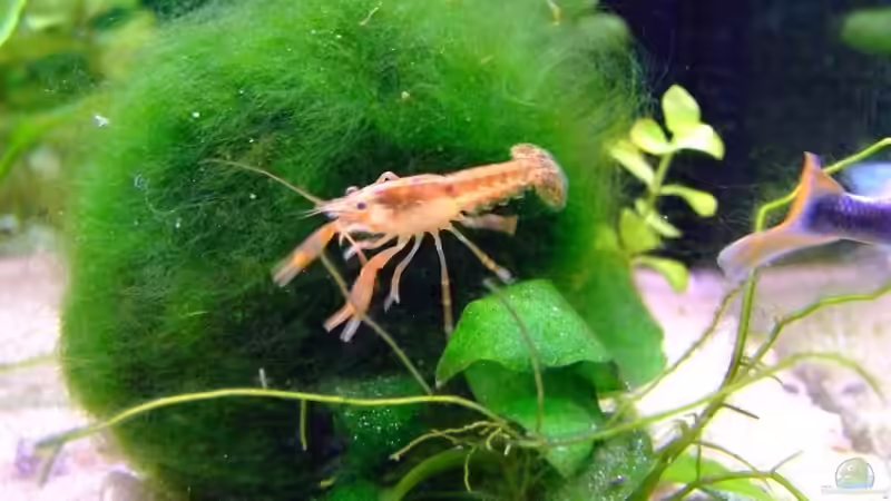 hummer von Jarno Wilens (13)