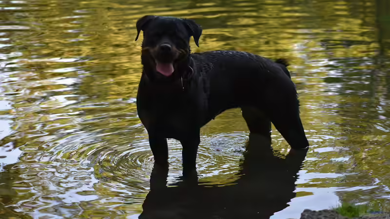 Hunde und Gartenteiche: Sicherheit und Gesundheit im Einklang