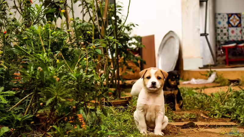 Hundegerechter Garten: So gestaltest du ein sicheres und schönes Paradies für deinen Vierbeiner