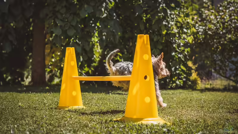 Hundegerechter Garten: So gestaltest du ein sicheres und schönes Paradies für deinen Vierbeiner