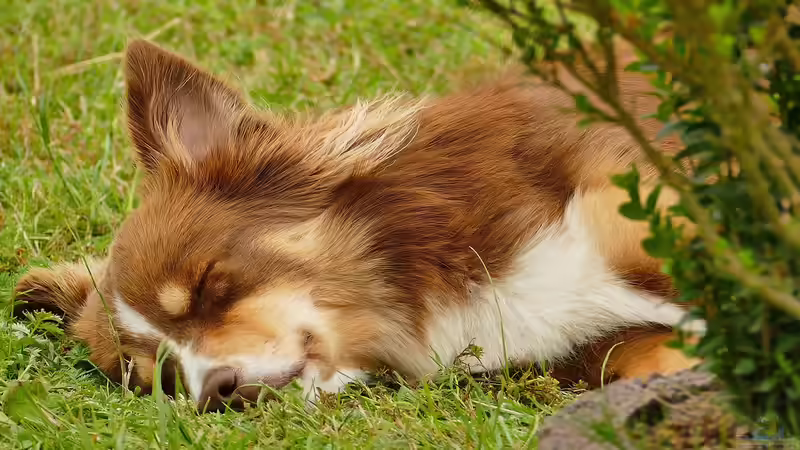 Hundegerechter Garten: So gestaltest du ein sicheres und schönes Paradies für deinen Vierbeiner