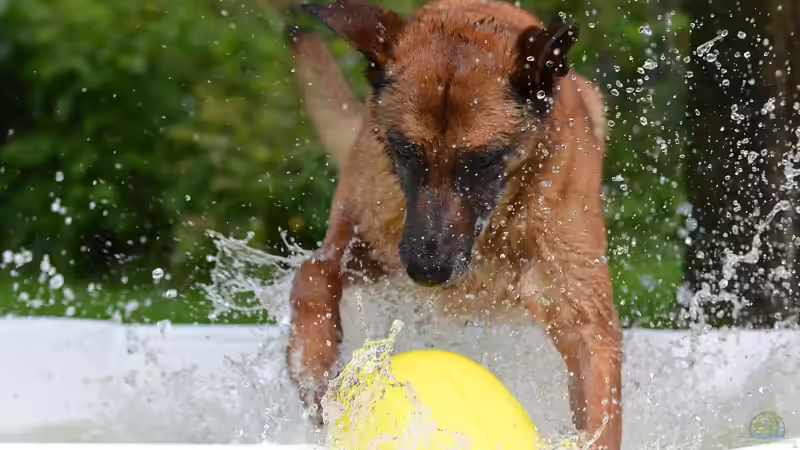 Hundepool - Alles, was du über Planschbecken für Hunde im Garten wissen musst