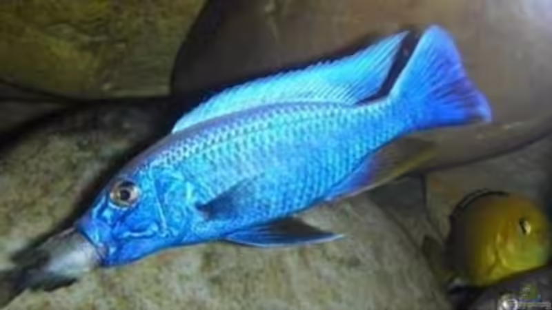 Hunger von Northernlights (13)