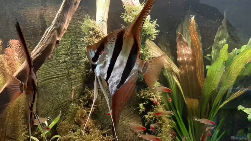 Hungrige Altums von tripledad (16)