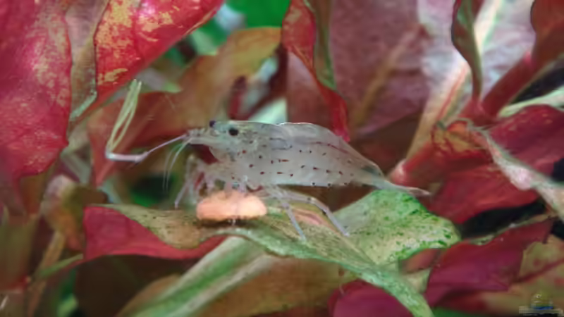 hungrige Amano Garnele von Thomas Weyhofen (16)