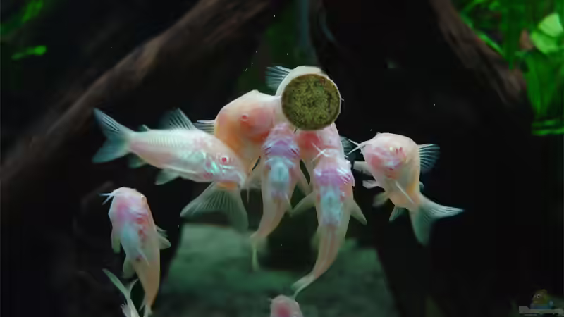 hungrige Corys.. von Thomas Graf (35)