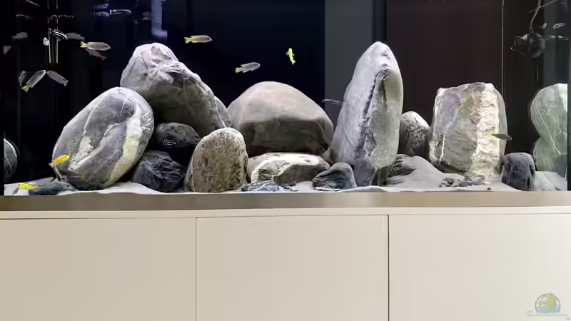 Hurra. Fische sind da! von Fäbi_CH (7)