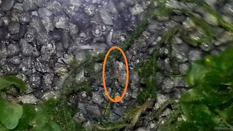 Hurra die ersten Baby`s sind da von Michael Boeck (49)