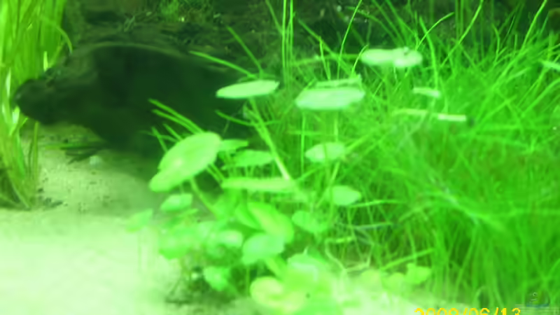 hutpilz pflanze  von Herbert Baier (13)