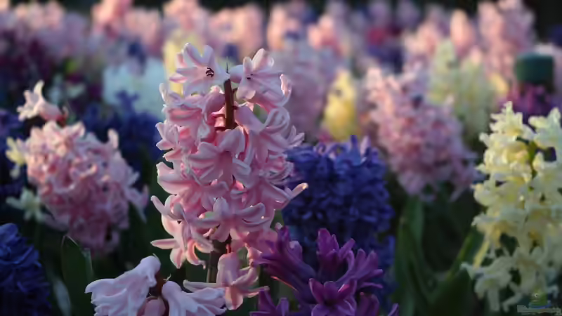 Hyazinthen in der Vase: Nicht für jede Nase geeignet