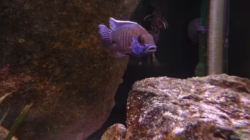 Hybrid oder auch Bastard genannt...