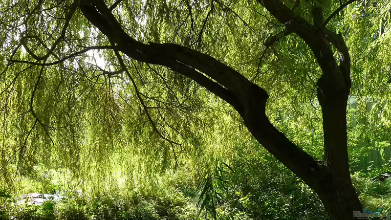 Hybride und Naturhybride 