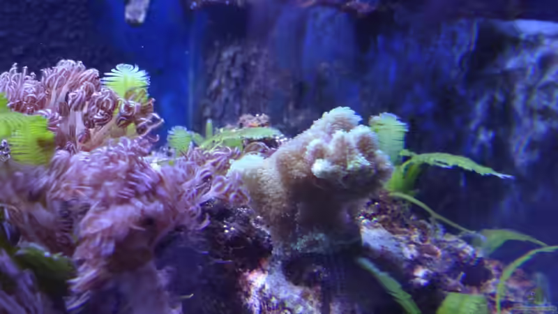 Hydnophara Exesa von Seewasserpanscher (27)