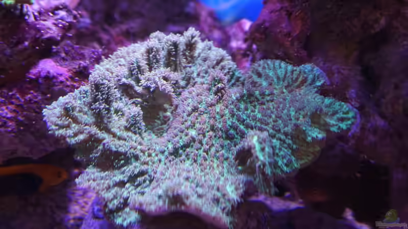 Hydnophora pilosa im Aquarium halten (Einrichtungsbeispiele für Großpolypige Steinkoralle)