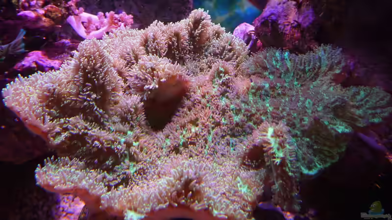 Hydnophora pilosa ´Heute´ 15.01.15 von Manni1884 (15)