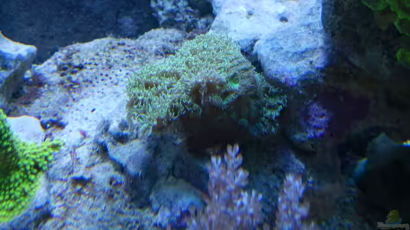 Hydnophora pilosa im Aquarium halten (Einrichtungsbeispiele für Großpolypige Steinkoralle)