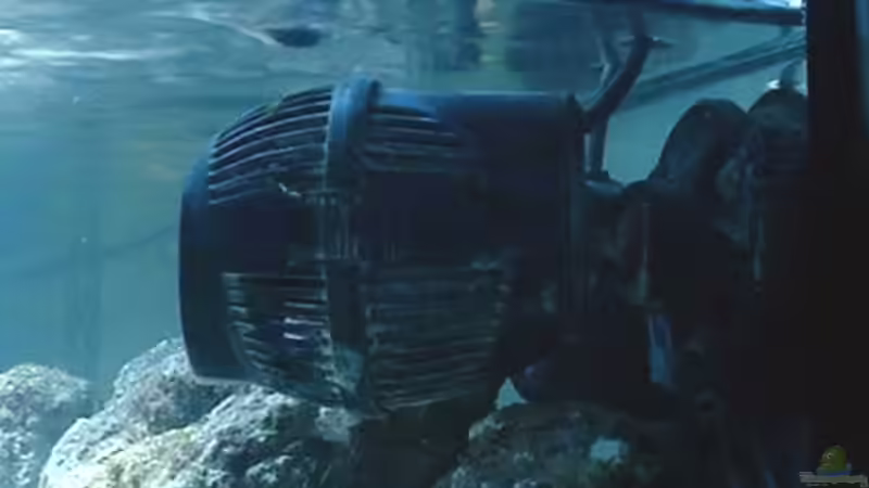 Hydor Koralia Nano, 2800l/h. 2 Stück im Becken. von Rolf Mohr (8)