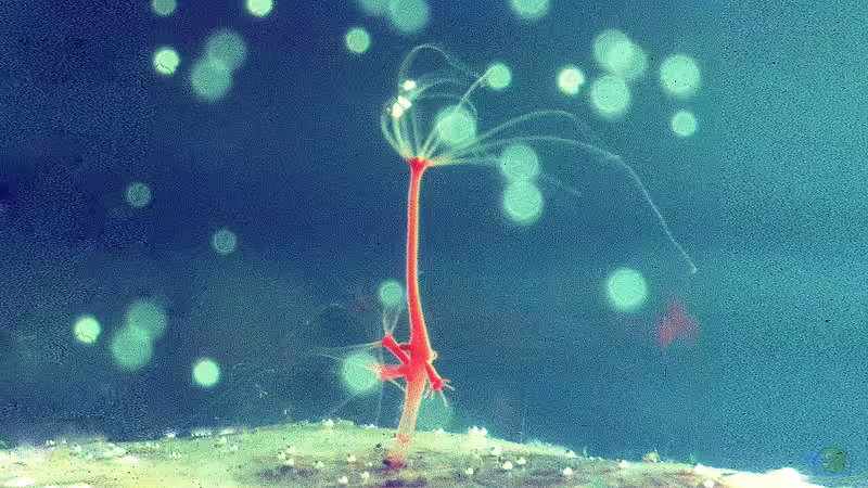 Hydra (Süßwasserpolyp): Ein problematischer Aquarienbewohner