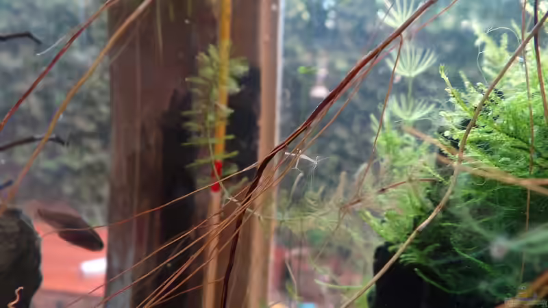 Hydra von paris (44)