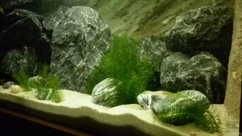 Hydrilla verticillata machen sich sehr gut ;-) von Julien Preuß (5)