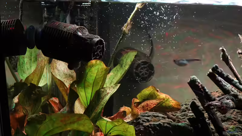 Hydro Wizard ecm 42 pro von Philip (28)